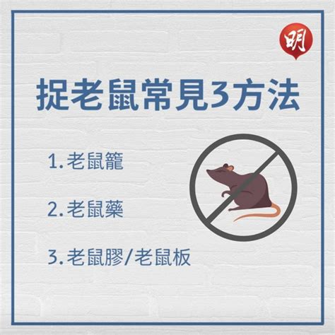 老鼠來家裡|預防老鼠4大方法！讓老鼠再也不敢進你家。超強捕鼠神器，十秒。